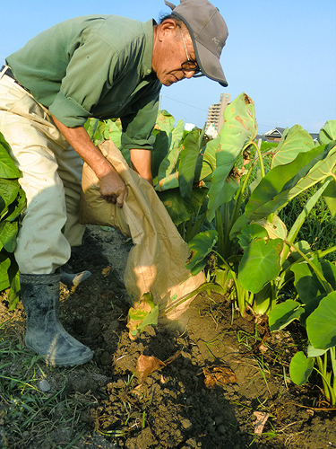 「体にやさしい野菜作り」