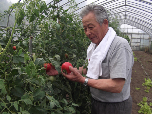 「トマトの収穫」