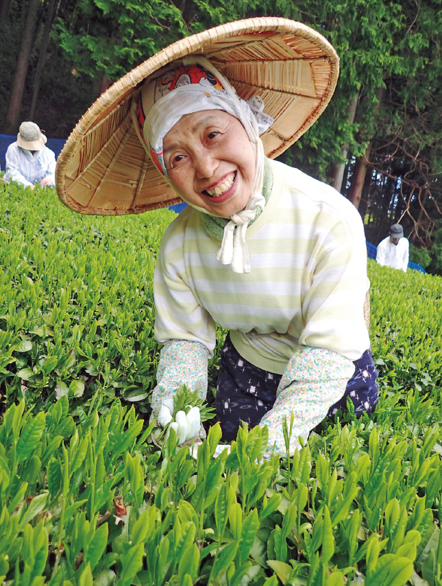 「限界集落のお茶つみ」